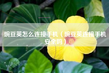 豌豆荚怎么连接手机（豌豆荚连接手机安全吗）